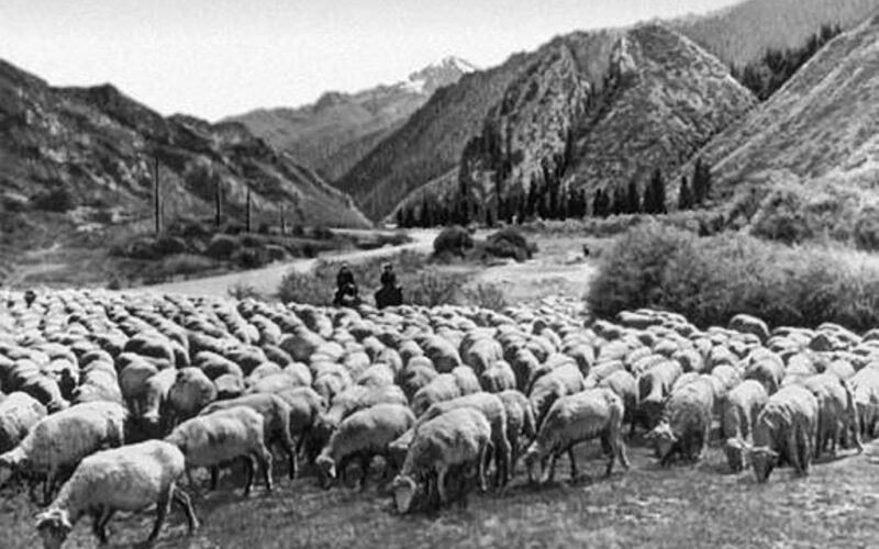 Жети-Өгуз районундагы «Үлгү» колхозунун койлорун кышкы жайыттарга айдоо